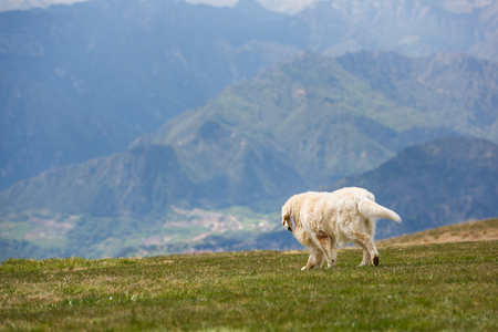 Dog breed labrador walking on the meadow in the Dolomites mountainsの写真素材