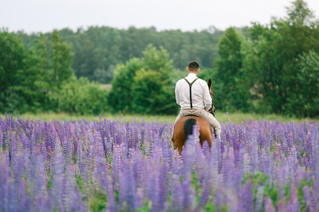 The groom riding on horseback across a field of lupineの写真素材