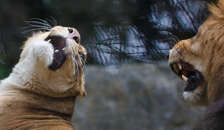 The grin of lion and lioness on the reflection trees backgroundの写真素材