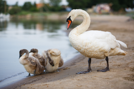 Family of swans preening its feathers on the shoreの写真素材