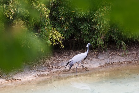 Demoiselle crane walking by the river, summer timeの写真素材