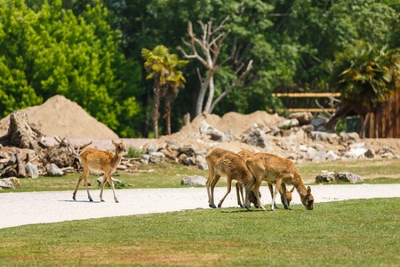 Three deer on the road at the Park Natura Vivaの写真素材