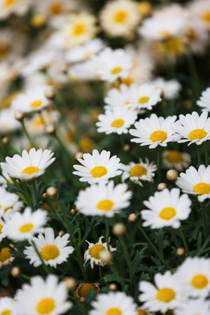 The chamomile close up in a gardenの写真素材