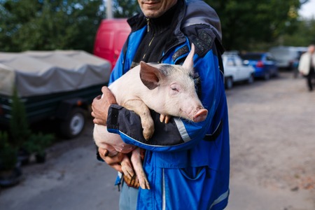 Kamianka, Ukraine - September 29 2016: Native ukrainian peasant holds a cute piglet in his handsのeditorial素材