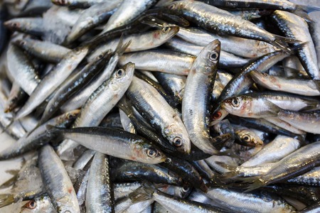 Fresh sprat on ice at the market showcaseの写真素材