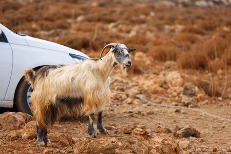 Mountain goat in the parking lot near the beach Balos, Creteの写真素材