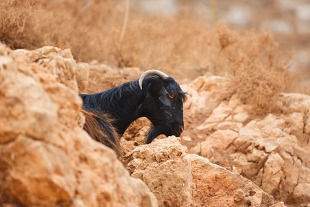 Mountain goat near the beach Balos, Creteの写真素材
