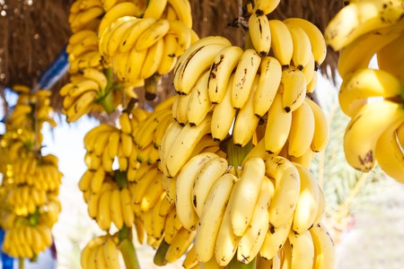 Bunch of bananas in the market near the Vai beach, Creteの写真素材