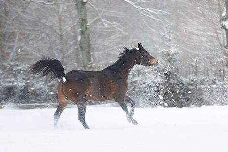 The horse is running on the snowy meadowの写真素材