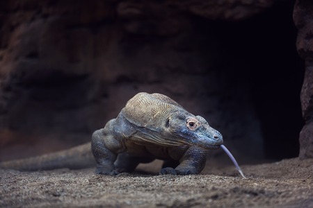 The Komodo Dragon close up at evening timeの写真素材