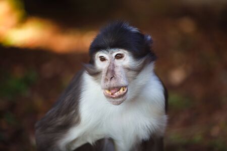 Portrait of the small marmoset close up