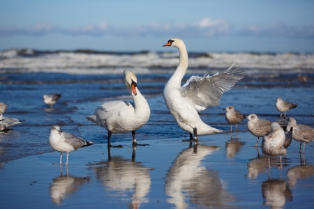 Two swans surrounded by gulls reflected in the water on the beachの写真素材