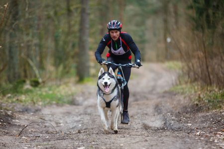 Kaliningrad, Russia - March 25 2017: Dryland sled dog races during the International competition Yantarnaya Shleika 2 in a spring forestのeditorial素材