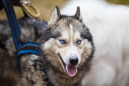 Sled husky is resting after competition in a spring forest
