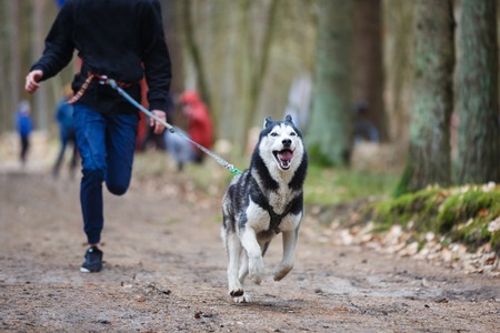 Dryland sled dog races during the International competition Yantarnaya Shleika 2 in a spring forestの写真素材