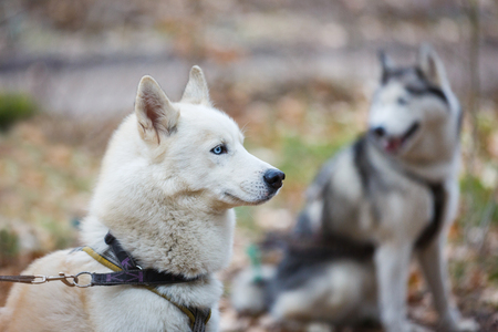 Sled huskies are resting after competition in a spring forestの写真素材