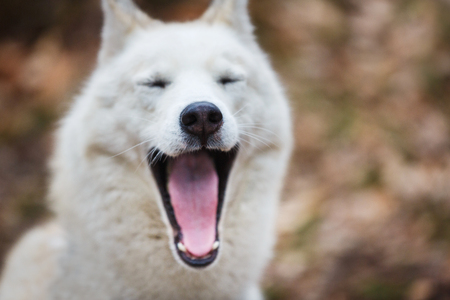Opened mouth of the surprised husky outdoors