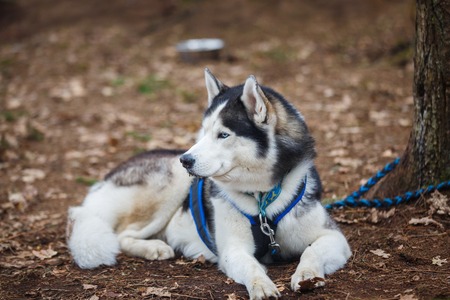 Sled husky is resting after competition in a spring forestの写真素材
