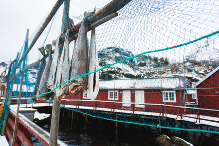 Hanging dried fish against the background of a red cabins of fishing village of Norwayの写真素材