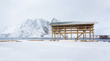 Dried fish heads hang on specialized poles in fishing village of Lofotensの写真素材