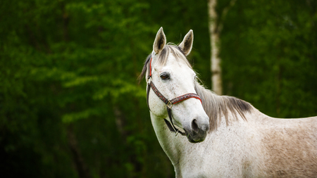 Portrait of the lonely horse in the forestの写真素材