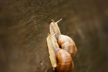 Couple of Burgundy snail is creeping on the wooden surfaceの写真素材