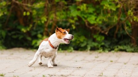 The puppy Jack Russell terrier is jumping outdoorsの写真素材