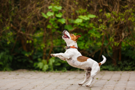 The puppy Jack Russell terrier is jumping outdoorsの写真素材