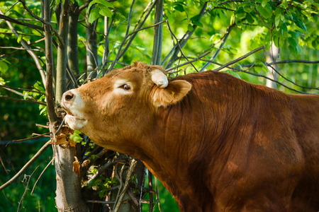 The bull of a Limousin breed near a bush in summerの写真素材