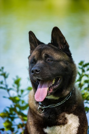 Portrait of the American Akita dog outdoorsの写真素材