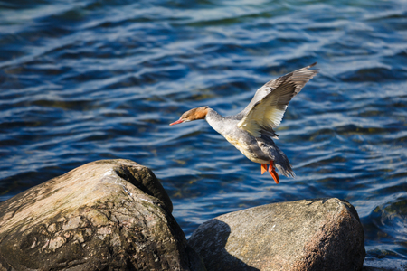 Flying Grebe duck over the stony shore in summerの写真素材