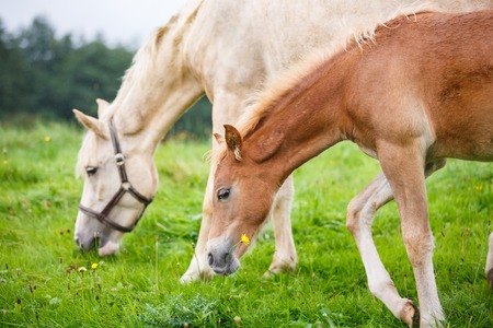 Foal with her mother on the meadow in summerの写真素材