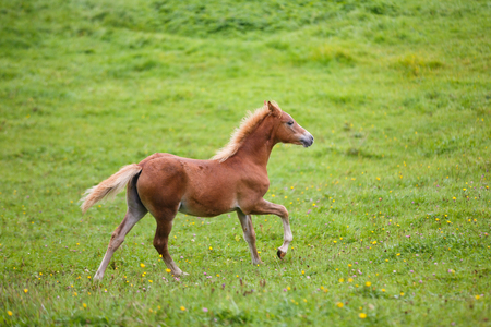 The foal on the meadow in summerの写真素材
