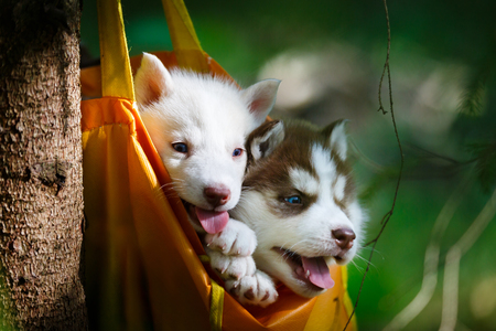 puppies in a bag suspended on a treeの写真素材