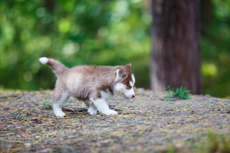 The lonely husky puppy is walking through the wild forestの写真素材