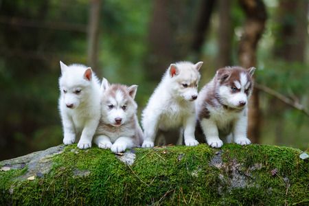 Troop of husky puppies in a forestの写真素材