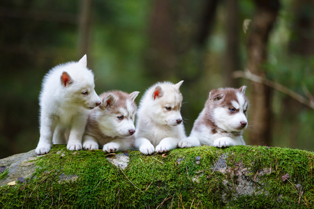 Troop of husky puppies in a forestの写真素材