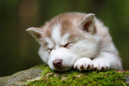 The sleeping husky puppy in a forestの写真素材