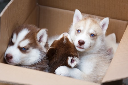 Pack of funny puppies in a boxの写真素材