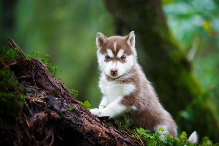Portrait of the curious husky puppy in a wild forestの写真素材