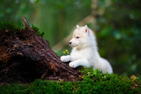 Portrait of the curious husky puppy in a wild forestの写真素材