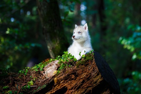 Portrait of the curious husky puppy in a wild forestの写真素材