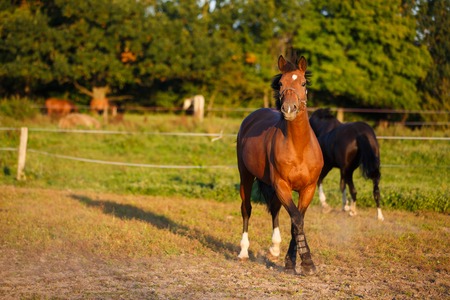 Horse on the meadow in evening sunlightの写真素材
