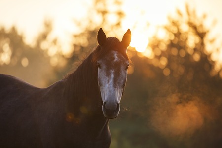 Horse on the meadow in morning sunlightの写真素材
