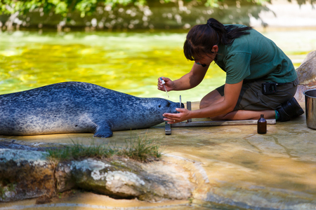 Berlin, Germany - August 28 2016: Zoo worker is engaged in a medical examination of the fur seal on the shore of a pondのeditorial素材