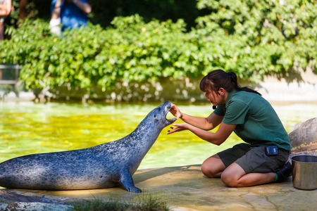 Berlin, Germany - August 28 2016: Zoo worker is engaged in a medical examination of the fur seal on the shore of a pondのeditorial素材