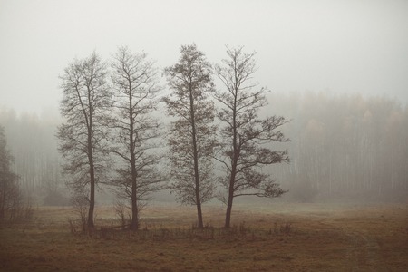 Forest landscape in a misty morningの写真素材