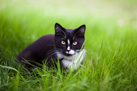 Black cat in grassの写真素材