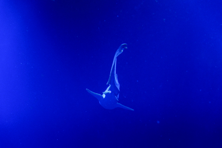 Silhouette of the shark in deep blue waterの写真素材