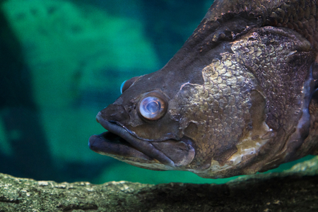 Underwater: deep-sea fish close-upの写真素材
